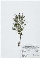 藏品(雪茄花)的圖片